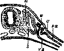 Wolffian Body: figure 2 from the 1928–1936 encyclopedia article