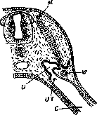 Wolffian Body: figure 3 from the 1928–1936 encyclopedia article