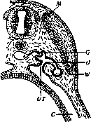 Wolffian Body: figure 4 from the 1928–1936 encyclopedia article