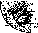 Wolffian Body: figure 5 from the 1928–1936 encyclopedia article