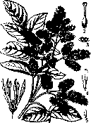 Mania: figure 1 from the 1928–1936 encyclopedia article