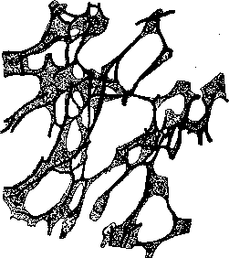 Adenoid Tissue: figure 1 from the 1928–1936 encyclopedia article