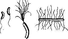 Bacteria: figure 2 from the 1928–1936 encyclopedia article