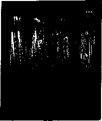 Bacteria: figure 6 from the 1928–1936 encyclopedia article