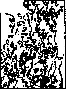 Bacteria: figure 4 from the 1928–1936 encyclopedia article