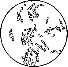 Bacteria: figure 3 from the 1928–1936 encyclopedia article