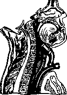Larynx: figure 12 from the 1928–1936 encyclopedia article