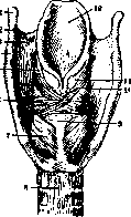 Larynx: figure 2 from the 1928–1936 encyclopedia article