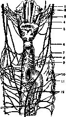 Larynx: figure 5 from the 1928–1936 encyclopedia article