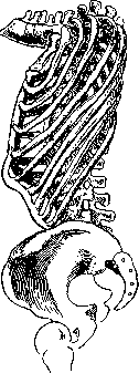 Spondylitis: figure 11 from the 1928–1936 encyclopedia article