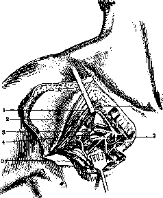 Mohrenheim's Fossa: figure 4 from the 1928–1936 encyclopedia article
