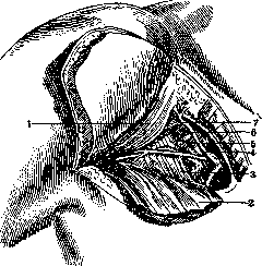 Mohrenheim's Fossa: figure 3 from the 1928–1936 encyclopedia article