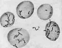 Bartonella: figure 7 from the 1928–1936 encyclopedia article