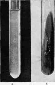 Bartonella: figure 3 from the 1928–1936 encyclopedia article