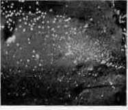 Bartonella: figure 5 from the 1928–1936 encyclopedia article