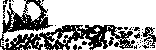 Balantidium Coli: figure 2 from the 1928–1936 encyclopedia article
