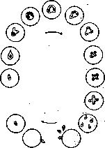 Babesia: figure 2 from the 1928–1936 encyclopedia article